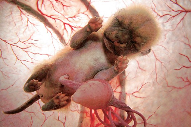 extraordinary animals in the womb 1