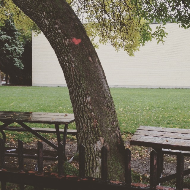 arbre après la classe